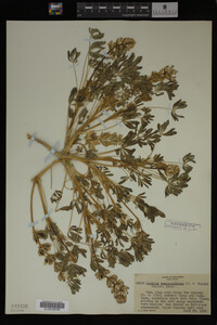 Image Associated With the Occurrence