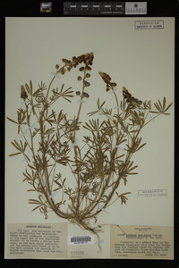 Thumbnail image of current specimen