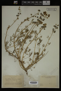 Thumbnail image of current specimen