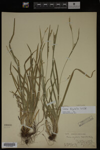 Carex digitalis image