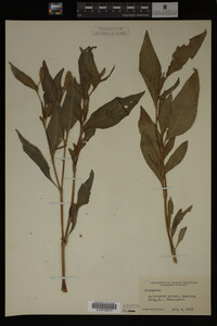 Image Associated With the Occurrence
