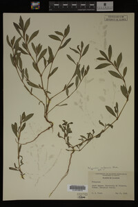 Image Associated With the Occurrence