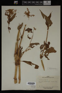 Image Associated With the Occurrence