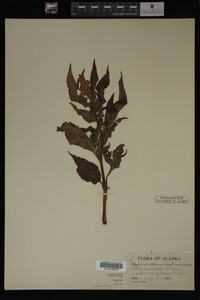 Image Associated With the Occurrence