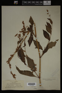 Image Associated With the Occurrence