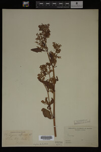 Image Associated With the Occurrence