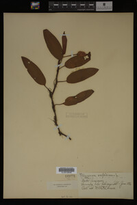 Polygonum amphibium image