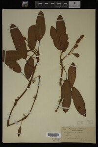 Polygonum amphibium image