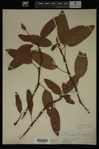 Polygonum amphibium image