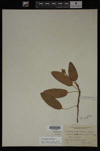 Polygonum amphibium image
