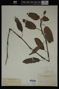 Polygonum amphibium image