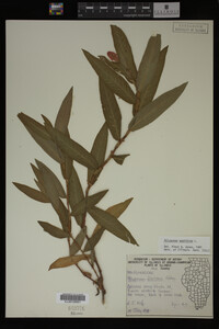 Polygonum amphibium image