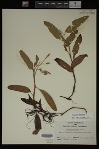 Polygonum amphibium image