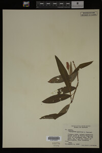 Polygonum amphibium image