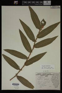 Polygonum amphibium image