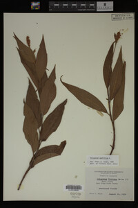 Polygonum amphibium image
