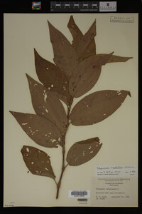 Polygonum amphibium image