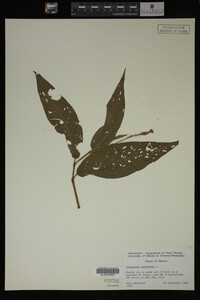 Polygonum amphibium image