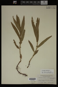 Polygonum amphibium image