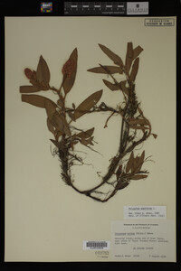Polygonum amphibium image