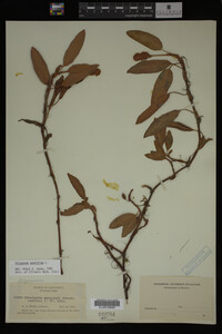 Polygonum amphibium image