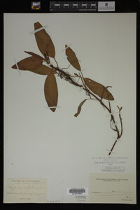 Polygonum amphibium image