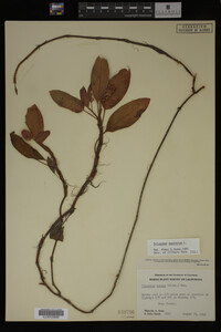 Polygonum amphibium image