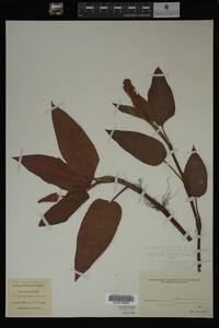 Polygonum amphibium image