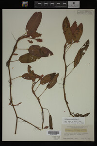 Polygonum amphibium image