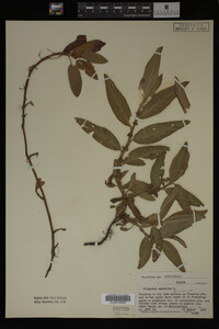 Polygonum amphibium image