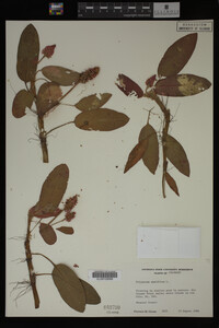 Polygonum amphibium image