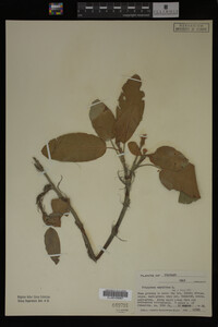 Polygonum amphibium image