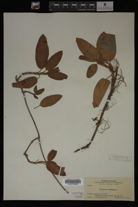 Polygonum amphibium image