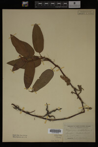 Polygonum amphibium image