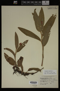 Polygonum amphibium image