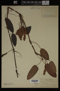 Polygonum amphibium image