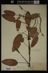 Polygonum amphibium image