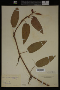 Polygonum amphibium image