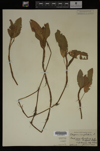 Polygonum amphibium image