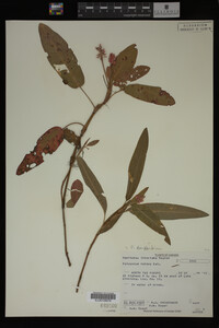 Polygonum amphibium image