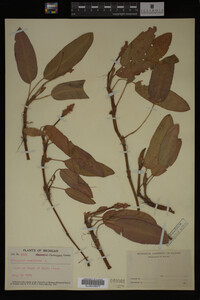 Polygonum amphibium image