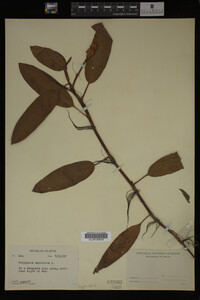 Polygonum amphibium image