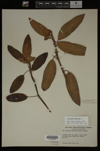 Polygonum amphibium image