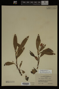 Polygonum amphibium image
