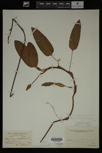 Polygonum amphibium image