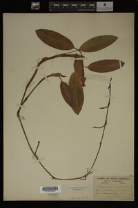 Polygonum amphibium image