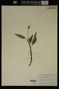 Polygonum amphibium image