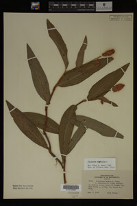 Polygonum amphibium image