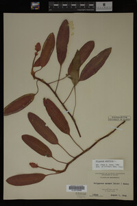 Polygonum amphibium image