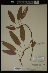 Polygonum amphibium image